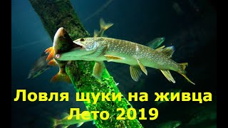 Щука летом на живца