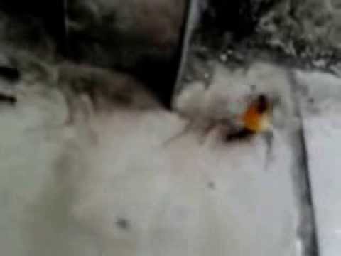 Formiguinha Folgada!