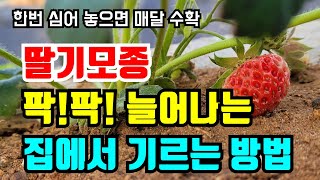 집에서 1년동안 딸기먹는 방법 / 공짜로 딸기모종 늘리기 / 딸기체험가능 / 텃밭농사가능 주말농사 베란다화분…