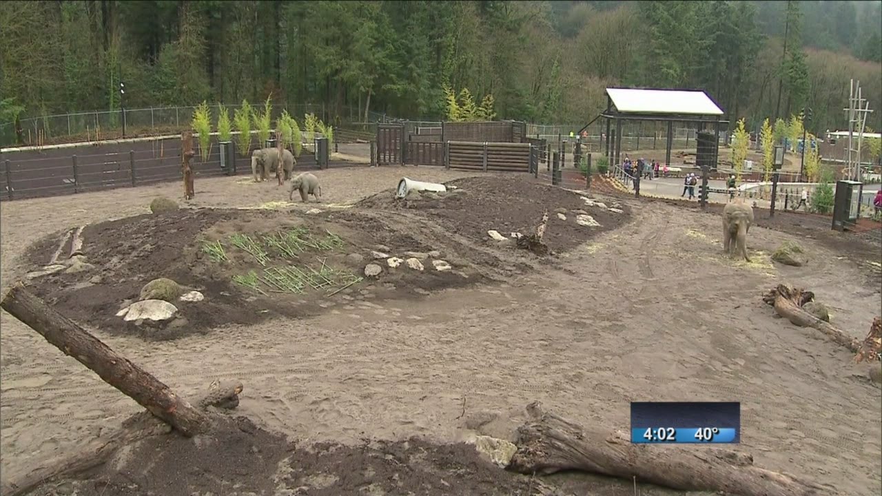 After Years, Oregon Zoo's Elephant Lands Opens