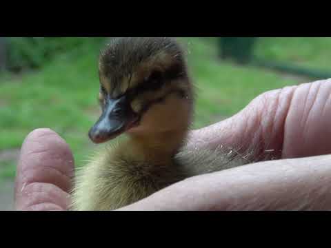 Pension Birkenhof Gräben | Urlaub | Bauernhof | Ferien