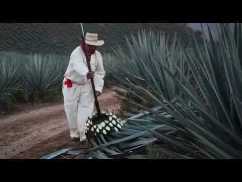 Malinalli Tequila Production video promotional
