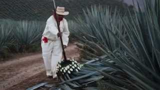preview picture of video 'Malinalli Tequila Production video promotional'