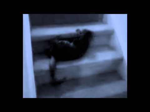 Cat dancing to kesha