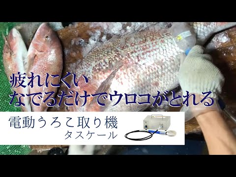 いろんな魚のうろことり