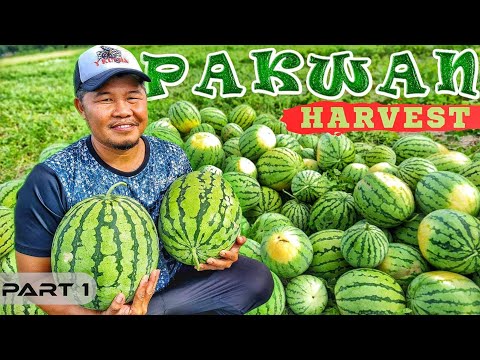 EP877-P1 - Pag-ani ng mga Pakwan ni Dalaman