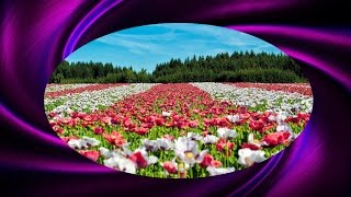 The Beautiful Field of Souls | Understandable Kabbalah Insights