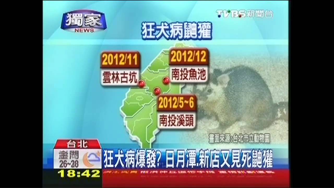 〈獨家〉狂犬病爆發? 日月潭、新店又見死鼬獾