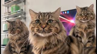 Download lagu Lao Mi Pure Edition #TabbyCat #Cat #ConfusingCatBehavior #CutePetDebutProject #Pets mp3 Download lagu Lao Mi Pure Edition #TabbyCat #Cat #ConfusingCatBehavior #CutePetDebutProject #Pets mp3