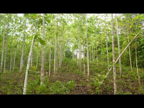 COCLE, TEAK FARM FOR SALE IN LA MARTILLADA, COCLE