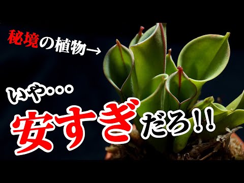 ヘリアンフォラ・キマンテンシス