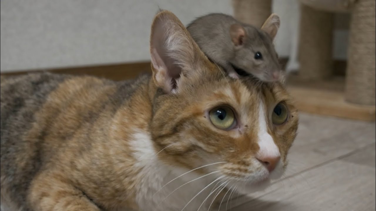 鳴いてる猫の頭の上にネズミが乗ってきて普通にびびった