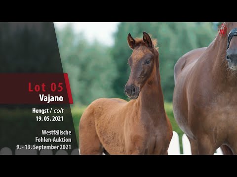 Fohlen-Auktion Lot 05 Vajano Hengst v. Viva Gold - Livaldon