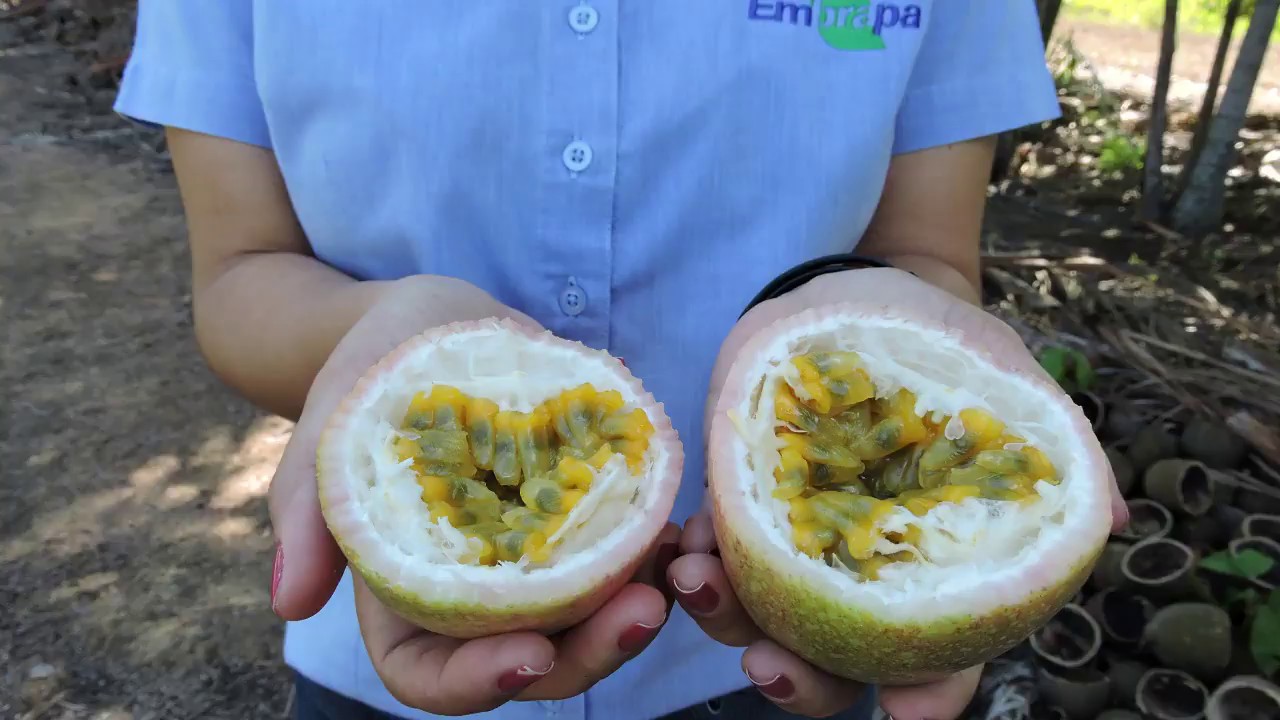 Enxertia de maracujazeiro resistente à fusariose em Mato Grosso