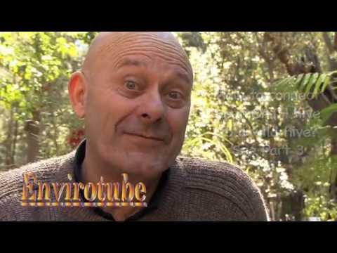 Wild Bees move into a man-made Hive - Eduction 2