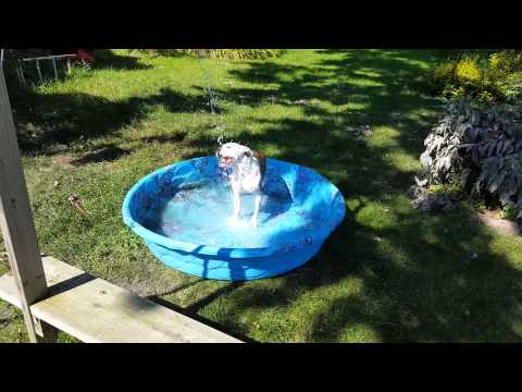 Zeus dog playing in his pool