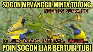 Download lagu Suara pikat sogon liar paling ampuh#pikatburung pikat sogon 🕊️ mp3