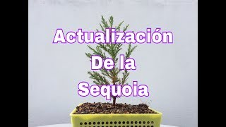 🌲Atualización de la sequoia gigante