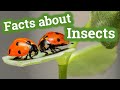 Facts About Insects For Kids Learning Video