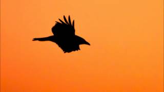 PSYCHEDELIC ROSE DEMO