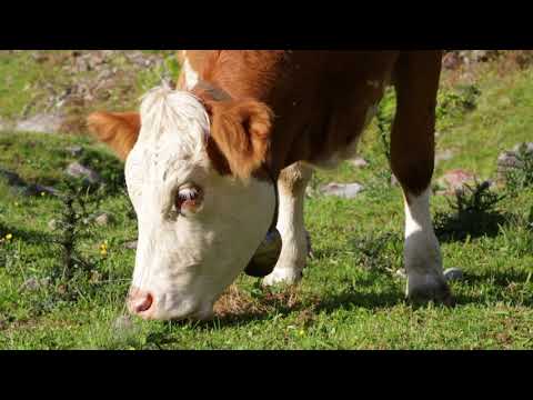 Almverliebt - Wildschönau