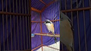 Download lagu EDAN.. CENDET PILIS GACOR ISTIMEWA mp3 Download lagu EDAN.. CENDET PILIS GACOR ISTIMEWA mp3
