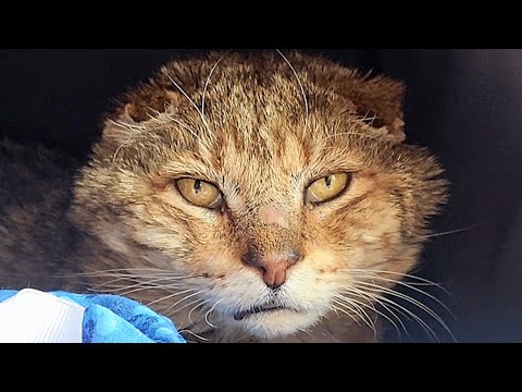 Elderly street cat finally gets the retirement he deserves
