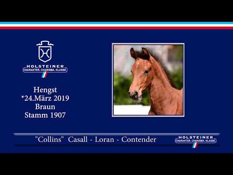 Fohlenauktion Hamburger Derby | Nr. 05 - Collins v. Casall-Loran