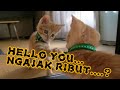 Kucing Lucu Kompilasi Kucing Ribut Sama Cermin Funny Cat S Episode 26