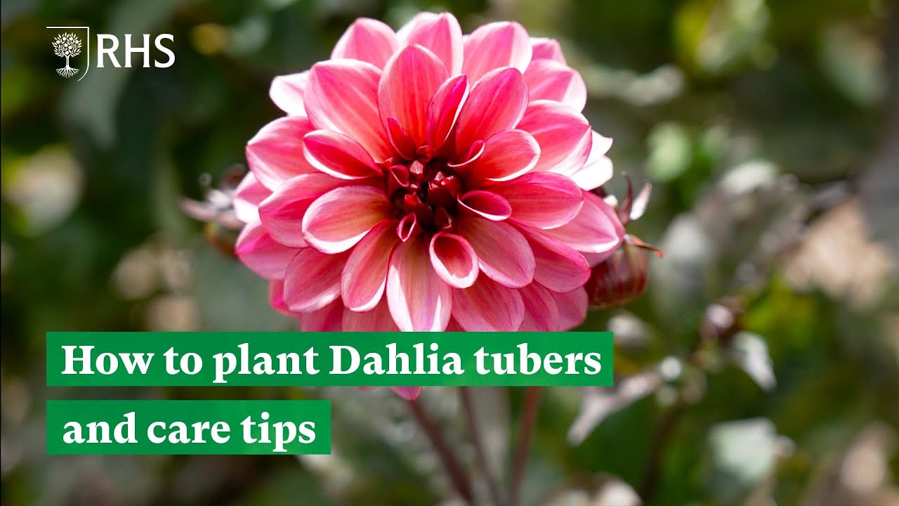 How to plant Dahlia tubers and care tips | The RHS