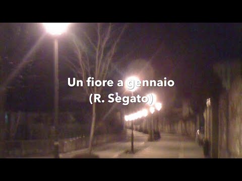 un fiore a gennaio (Roberto Segato)