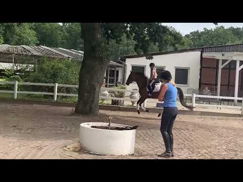 BO 5-j. Stute Verlasspferd v. Borsalino VB 16.000,- Euro