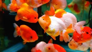 Download lagu Ikan Hias Mas Koki Si Hewan Pembawa Hoki yang Lucu mp3