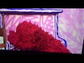 Elmo Sleeping On The Piano