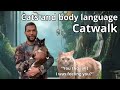 Explaining Cat Body Language while doing a catwalk.