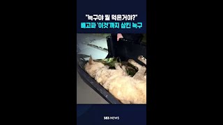 늑구야 뭘 먹은거야?..배고파 '이것'까지 삼킨 늑구 #shorts