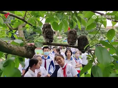 Three wild owlets found at Guangzhou Pui Ching Middle School