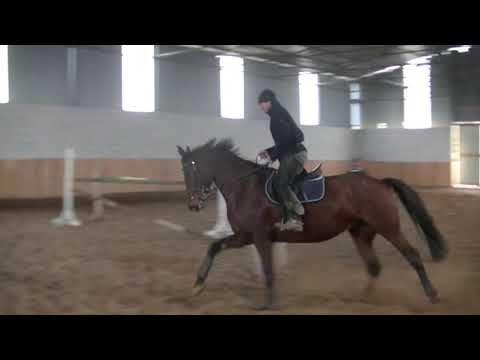 Connora ( Connor x Cassini x Cantus )