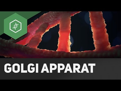 Golgi apparatus simply explained