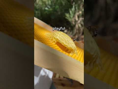 They love making playgrounds #shorts #beekeeping #honeybee #honeybees #beekeeper #honeycomb