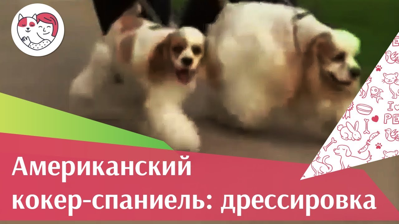 Американский кокер спаниель Особенности дрессировки на iLikePet