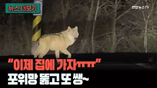 [뉴스더보기] 그건 제 잔상입니다만?…'인간 띠' 포위망 뚫고 또 달아난 늑구
 / 연합뉴스TV (YonhapnewsTV)