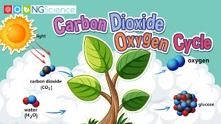 Carbon Dioxide – Oxygen Cycle