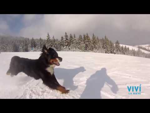 Boyero de Berna adora la nieve!