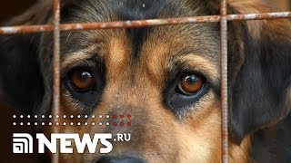 Собачья жизнь: как закон меняет судьбы животных