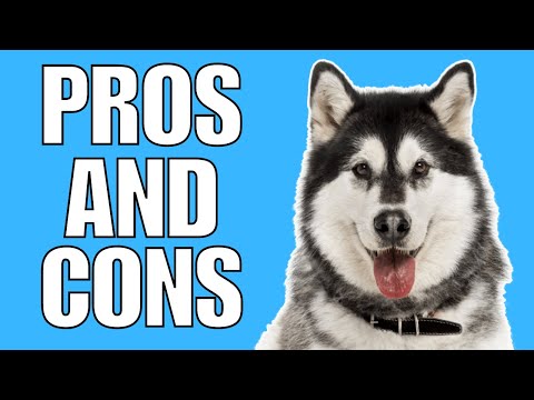 Siberian Husky Pros And Cons | Should You REALLY Get A SIBERIAN HUSKY?