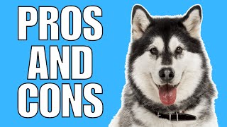 Siberian Husky Pros And Cons | The Good AND The Bad!!