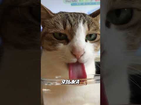 Как кошки и собаки пьют воду - не так, как ты думаешь! 😲🐾