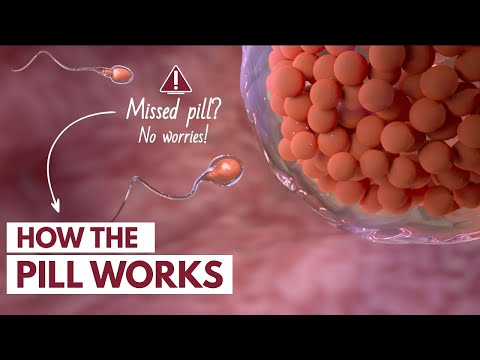 First Trimester 3D Animated Pregnancy Guide