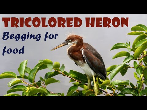 Tricolored Heron Fledgling Begging for Food - Funny!